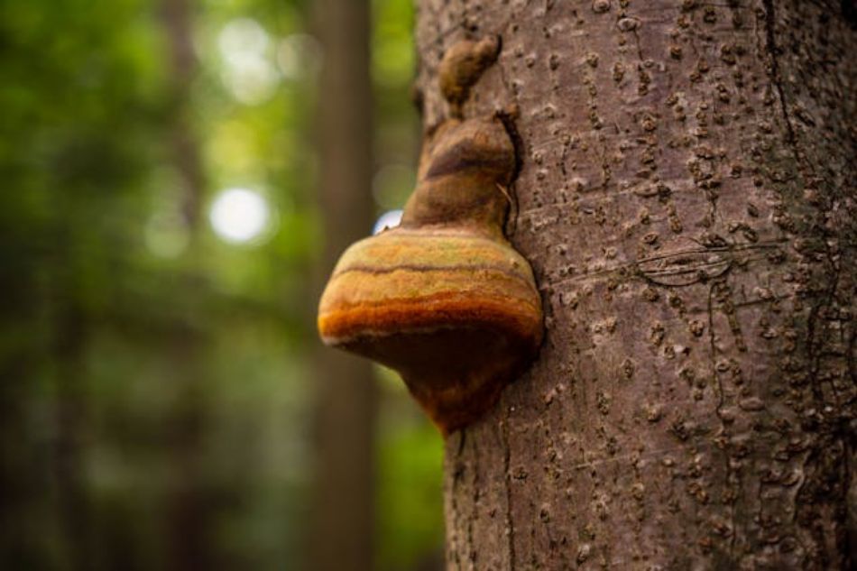 Polypore igniforme (Phellinus igniarius) – données botaniques, caractéristiques, morphologie, habitat, propriétés